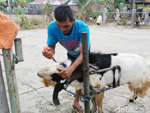 Biar Sehat, Jasa Salon Kambing Laris Jelang Idul Adha
