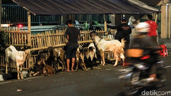 Saat Trotoar Menjadi Lapak Pedagang Hewan Qurban Jelang Idul Adha