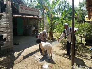 Ini Dia Salon Khusus Hewan Kurban yang Diminati Pembeli di Ponorogo