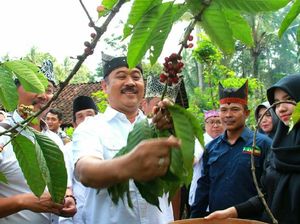 Keren, Pengunjung Diajak Panen hingga Sajikan Kopi di Festival Ini