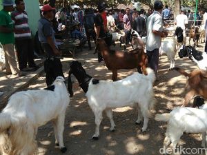 Jelang Idul Adha, Purworejo Diserbu Pedagang Hewan Musiman
