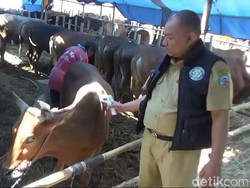 Jelang Idul Adha, 15 Persen Hewan di Jabar Tak Laik Kurban