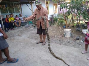 Ular Sanca 3 Meter Pemangsa Ternak Ditangkap Warga Ciamis