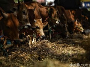 Pemprov Pastikan 50 Ribu Hewan Kurban di Banten Bebas Antraks