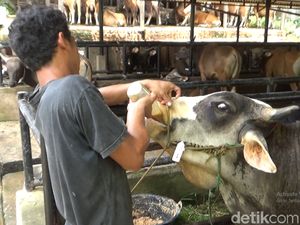 Jokowi Kurban Sapi 800 Kg di Jambi