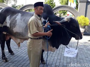 Jokowi Kurban Sapi Seberat 900 Kg untuk Warga Sleman Jokowi Kurban Sapi Seberat 900 Kg untuk Warga Sleman