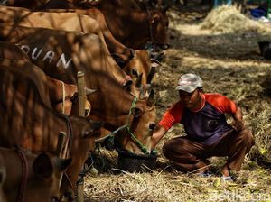 Penjualan Hewan Kurban Meningkat
