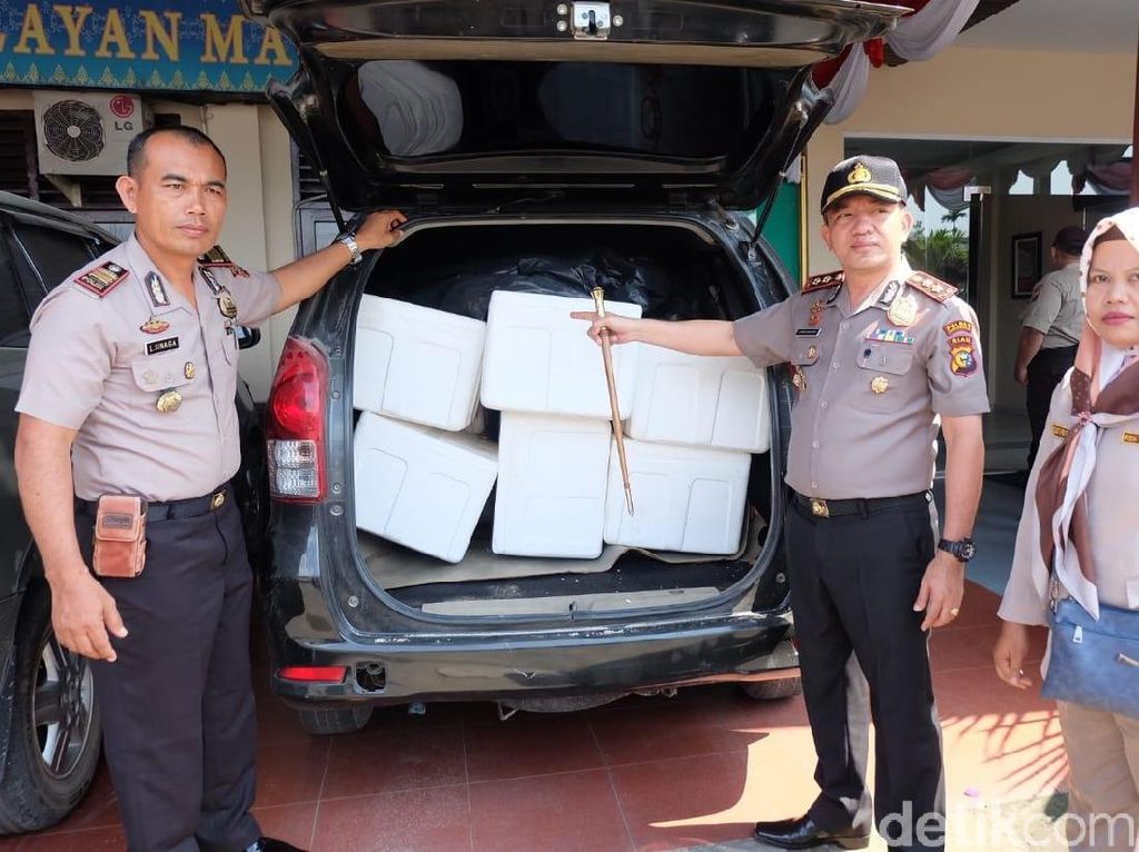 Polisi Gagalkan Penyelundupan Lobster Rp 32 M ke Singapura Polisi Gagalkan Penyelundupan Lobster Rp 32 M ke Singapura