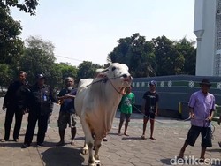 Jokowi Kurban Sapi Kontes di Surabaya