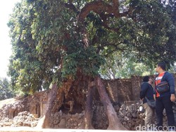 Kisah Pohon Lengkeng Berusia Ratusan Tahun Penunggu Gua Sunyaragi