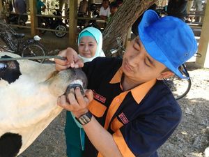 Bagaimana Ciri Hewan Kurban yang Sehat? Begini Penampakannya