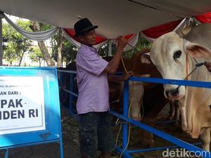 Ini Sapi Jokowi yang Dikurbankan di Surabaya, Beratnya 1 Ton Ini Sapi Jokowi yang Dikurbankan di Surabaya, Beratnya 1 Ton