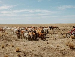 Idul Adha Tahun Ini Muslim Australia Pilih Bantu Kawasan Pedalaman