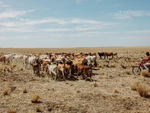 Cuaca Panas Ekstrim, Petani Australia Menjerit Cuaca Panas Ekstrim, Petani Australia Menjerit
