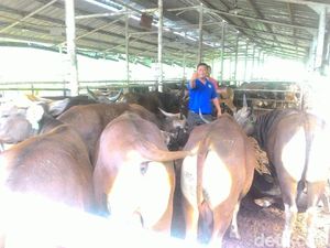 Modal Rp 50 Juta, Zabidi Raup Rp 2 Miliar Jualan Hewan Kurban