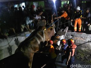 Kaget Suara Petasan, 1 Sapi Kurban Lepas dan Tercebur ke Sungai Kaget Suara Petasan, 1 Sapi Kurban Lepas dan Tercebur ke Sungai