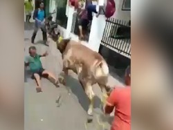 Lepas dari Ikatan, Sapi Kurban Mengamuk di Matraman