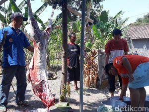Menyembelih Kurban Ada Tekniknya Lho! Biar Halal dan Dagingnya Sehat