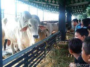 Ini Sapi Benggala 1 Ton Kurban Jokowi di Masjid Agung Jateng Ini Sapi Benggala 1 Ton Kurban Jokowi di Masjid Agung Jateng