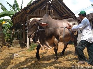 Daging Sapi Kurban Jokowi Akan Dibagi ke Ratusan KK di Sleman Daging Sapi Kurban Jokowi Akan Dibagi ke Ratusan KK di Sleman