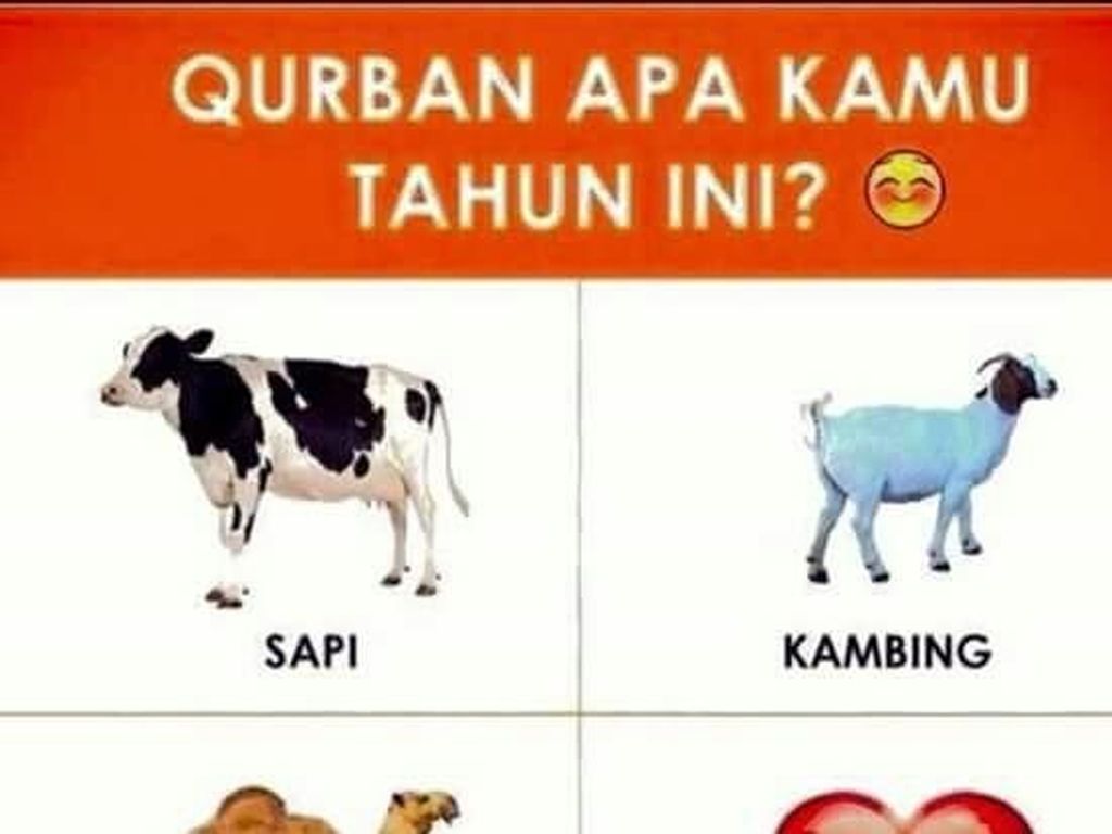 Siap-siap Ngakak! Deretan Meme Kocak Hewan Kurban Siap-siap Ngakak! Deretan Meme Kocak Hewan Kurban
