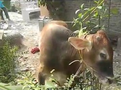 Sapi di Bandar Lampung Ngamuk, Tendang Warga Sampai Muntah Darah-Pingsan