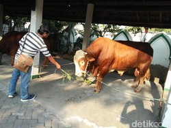 Presiden Jokowi Kirim 2 Sapi Kurban di Kampung Halamanya