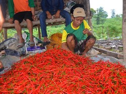 Sehari Jelang Idul Adha, Kementan Klaim Harga Cabai Bawang Stabil