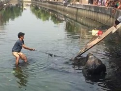 Bikin Heboh! Sapi Kurban Tercebur ke Kali Angke