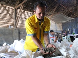 Mengintip Produksi Kopi Arjasari Bandung yang Dijual ke Starbucks