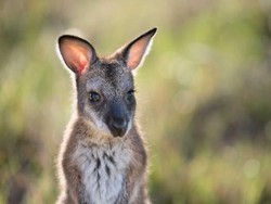 Mengapa Benua Australia Memiliki Flora dan Fauna yang Unik?