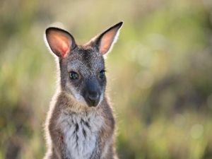 Mengapa Benua Australia Memiliki Flora dan Fauna yang Unik? Mengapa Benua Australia Memiliki Flora dan Fauna yang Unik?