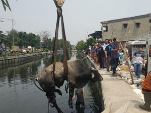 Begini Susahnya Evakuasi Sapi yang Tercebur di Kali Angke
