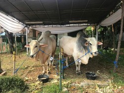 JK Serahkan Hewan Kurban Jokowi dan Miliknya ke Masjid Istiqlal