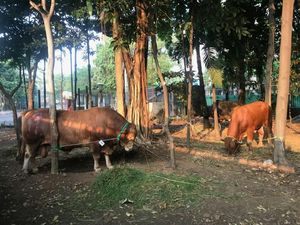 Anies, Kapolri, Hingga Megawati Kurban Sapi di Masjid Istiqlal