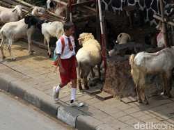 Hewan Kurban yang Sehat Itu Seperti Apa Sih? Yuk Tanya Pakarnya
