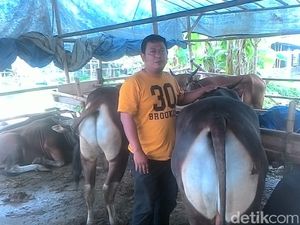 Pria Ini Rela Tinggalkan Perusahaan Asing demi Jualan Hewan Kurban