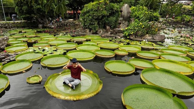 Bunga Teratai Raksasa Mekar Di Taipei