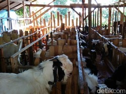 Mau Sukses Jualan Hewan Kurban Sambil Bekerja, Ini Tipsnya