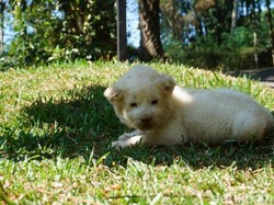 Imut, Seekor Bayi Singa Putih Lahir di Taman Safari Prigen