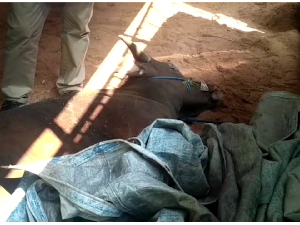 Video: Sapi Ini Mati Mendadak Sebelum Disembelih