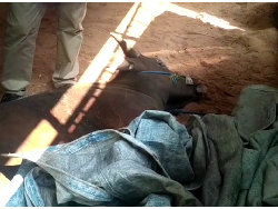 Video: Sapi Ini Mati Mendadak Sebelum Disembelih