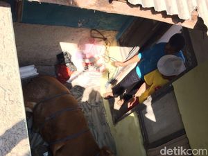 Ngamuk! Sapi di Bandung Ini Nyungsep ke Rumah Warga