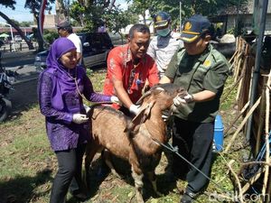 Sebelum Dibagikan, Daging Kurban di Banyuwangi Harus Diperiksa Dulu