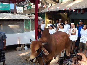 Ridwan Kamil Kurban Sapi 650 Kilogram di Cicendo Bandung