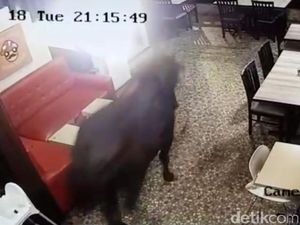 Sapi Ini Mampir Dulu ke Kafe, Sebelum Dikurbankan Kemudian