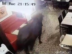 Sapi Ini Mampir Dulu ke Kafe, Sebelum Dikurbankan Kemudian