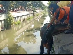 Lagi, Seekor Sapi Kurban Lepas dan Nyemplung Sungai di Surabaya
