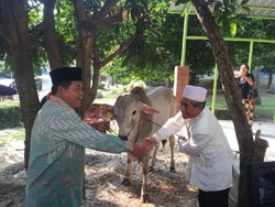 Mentan Kurban Sapi Lokal Seberat 600 Kg
