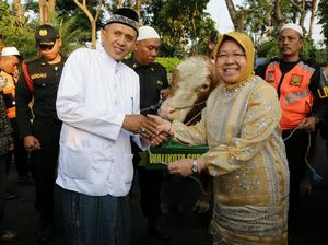 Pemkot Surabaya Berkurban 46 Hewan, Ke Mana Saja Akan Disalurkan?